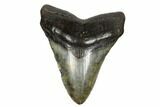 Fossil Megalodon Tooth - South Carolina #178797-1